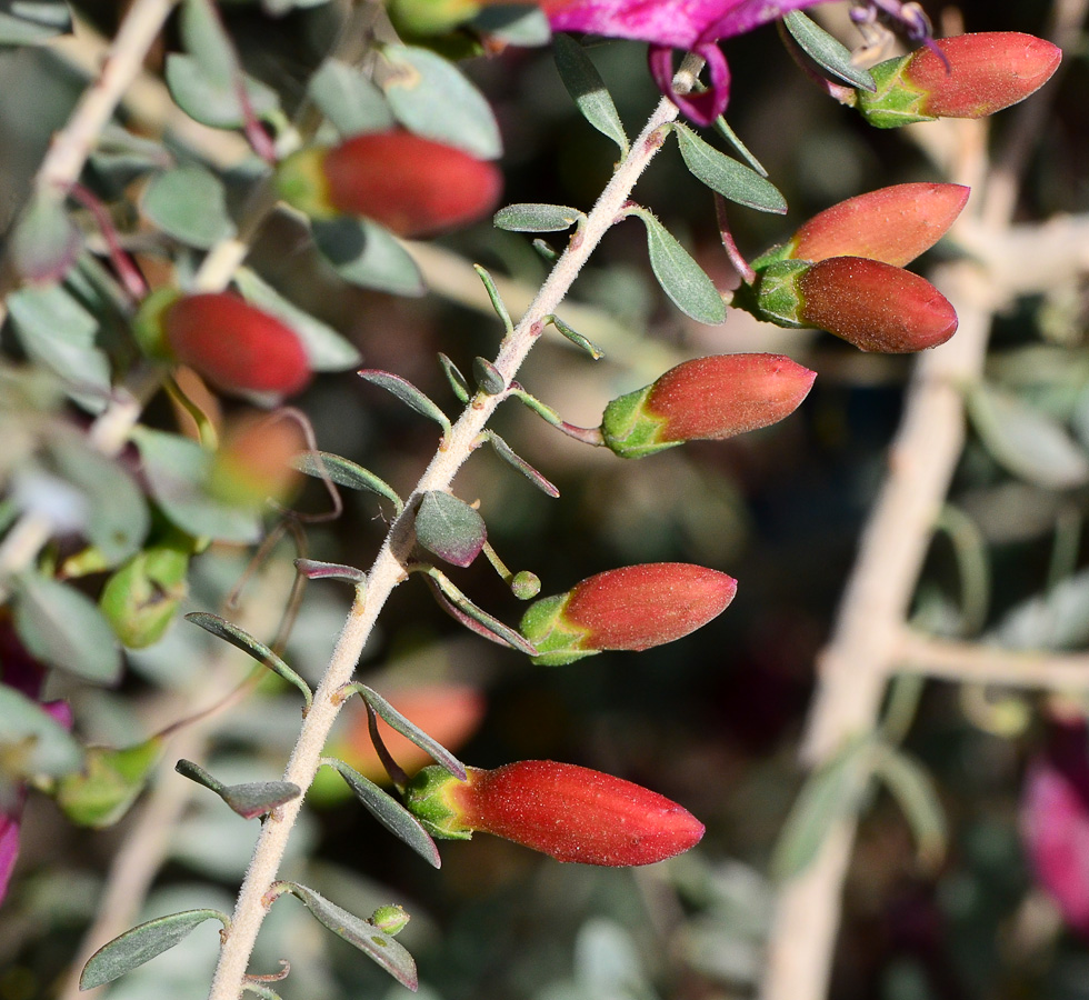 Image of Eremophila laanii specimen.