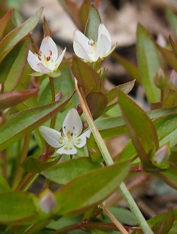 Изображение особи Anagallidium dichotomum.