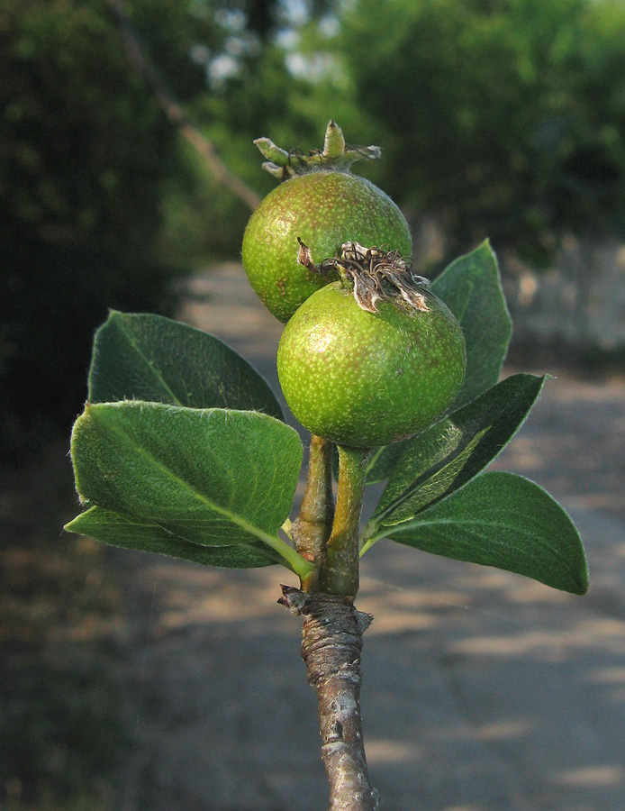 Изображение особи Pyrus pyraster.