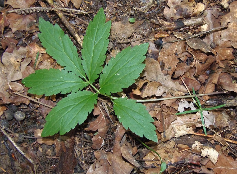 Image of Cardamine bulbifera specimen.