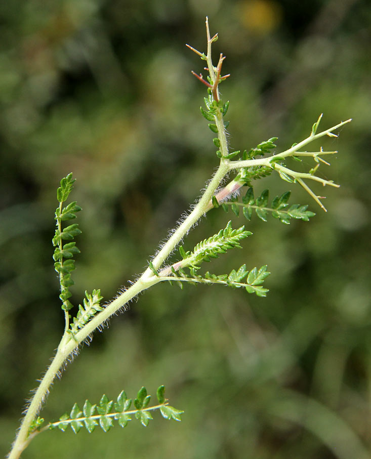 Image of Sarcopoterium spinosum specimen.