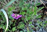 Lathyrus japonicus подвид pubescens. Верхушка цветущего растения. Соловецкие острова, остров Большой Соловецкий. 06.07.2014.