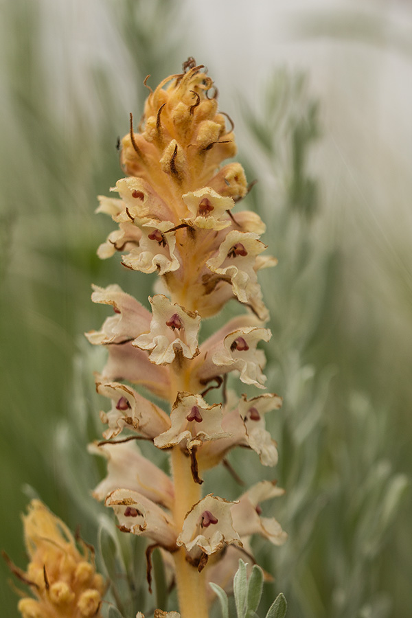 Image of Orobanche alba specimen.