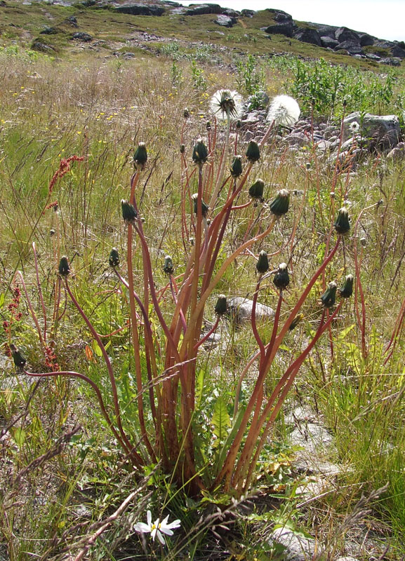 Image of genus Taraxacum specimen.