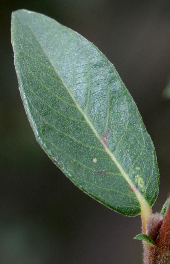 Image of genus Salix specimen.