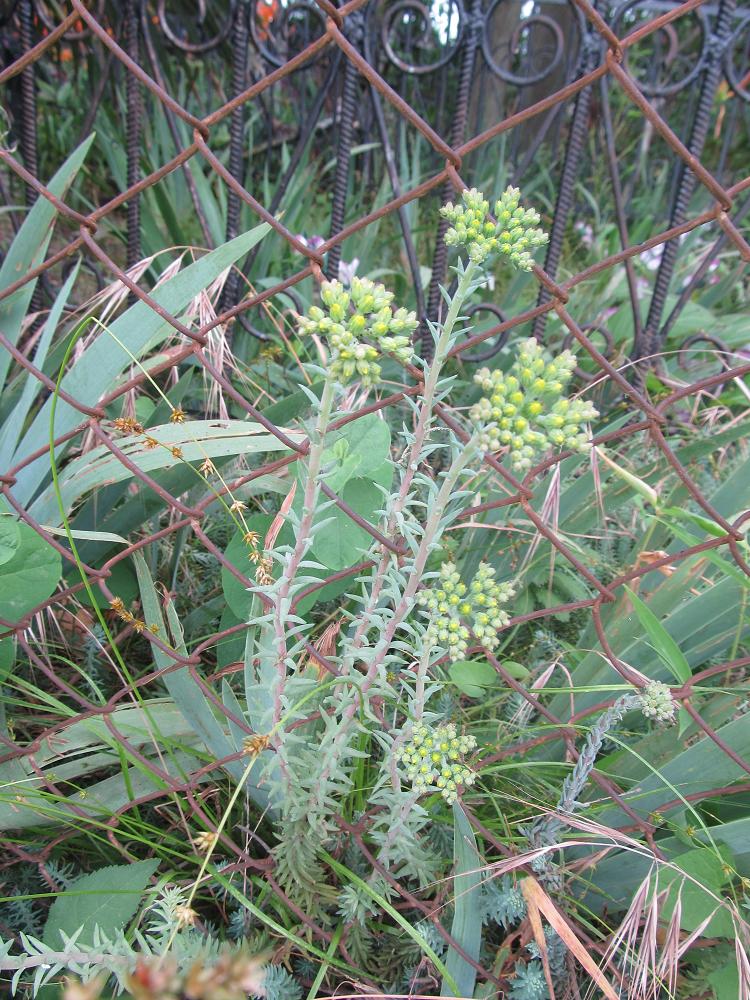 Изображение особи Sedum reflexum.