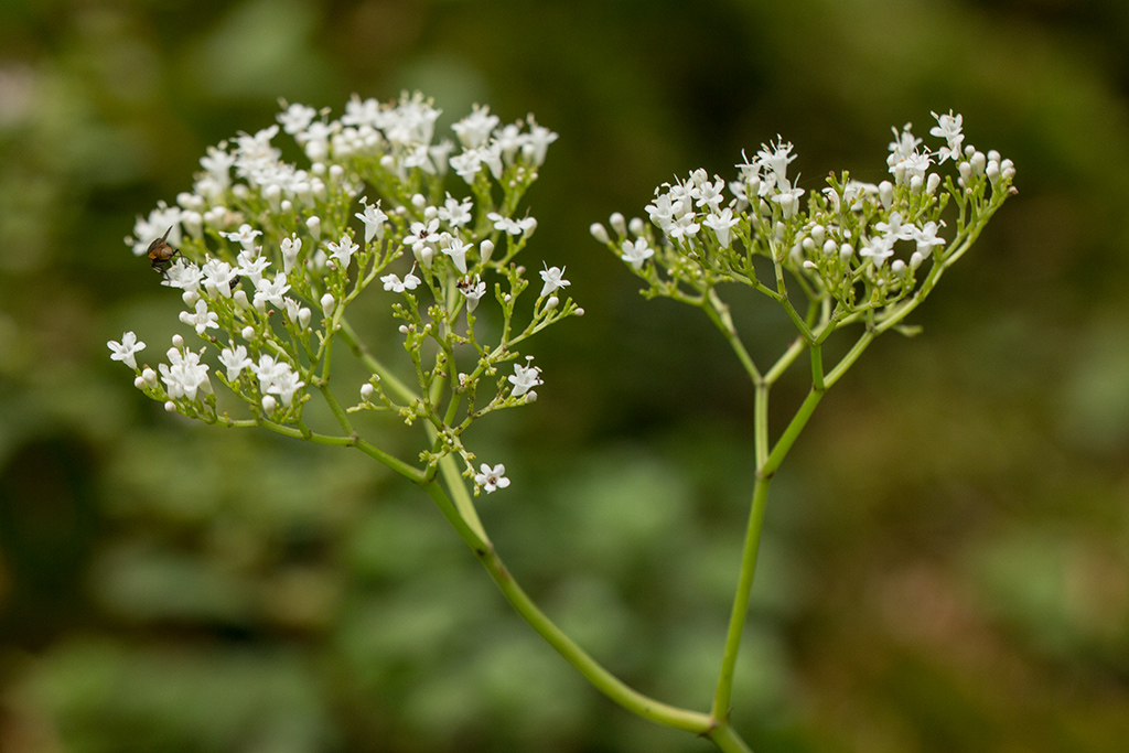 Image of Valeriana alliariifolia specimen.