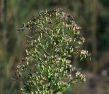 Conyza canadensis