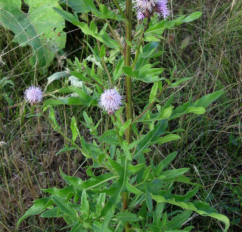 Изображение особи Cirsium setosum.