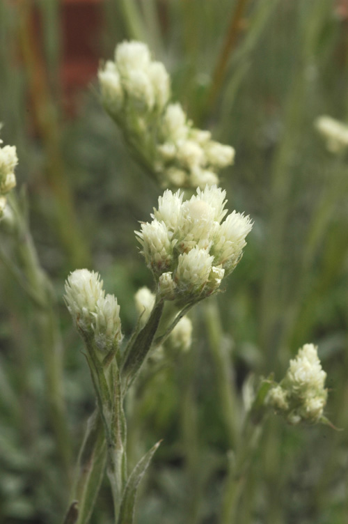 Image of Antennaria dioica specimen.