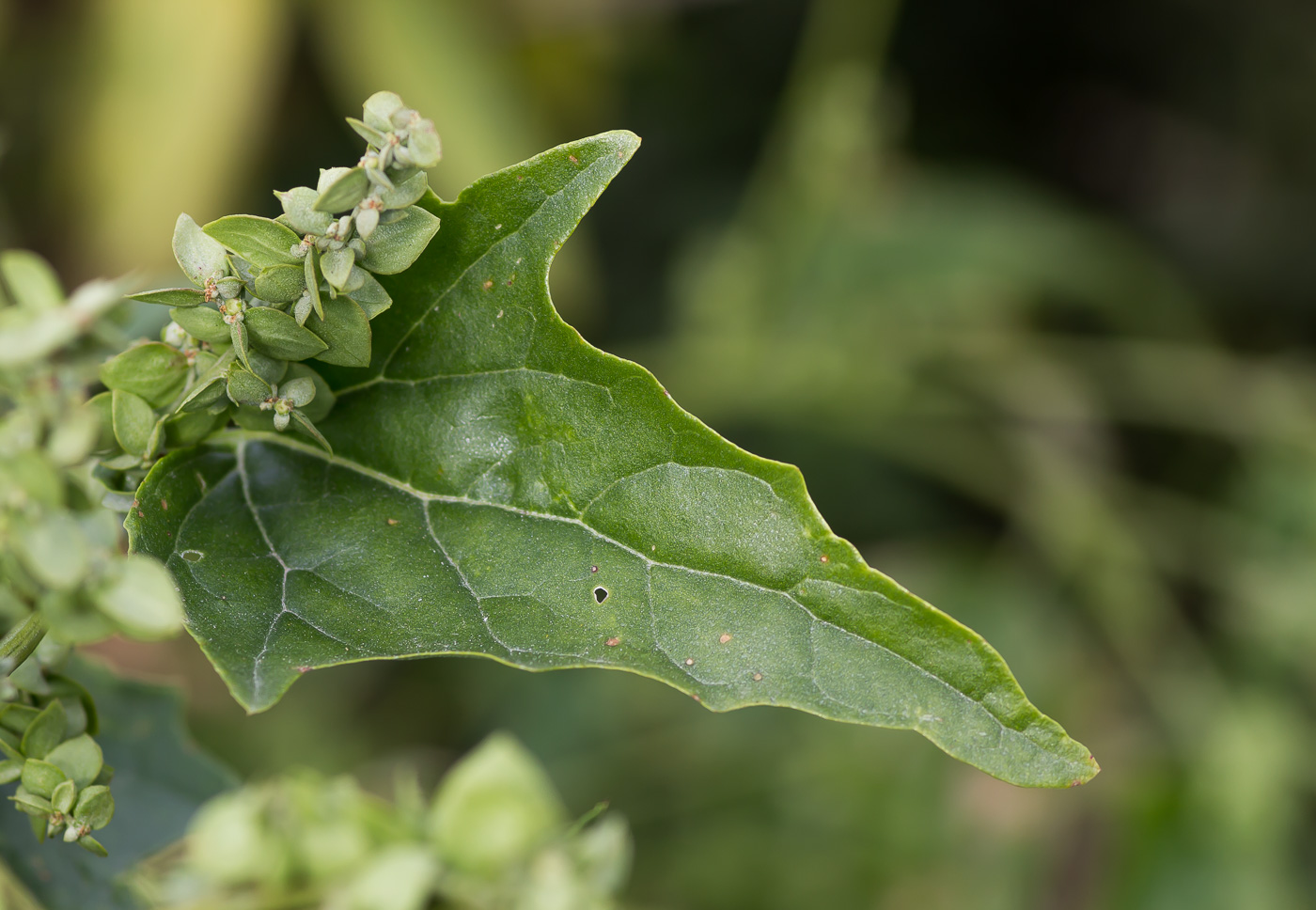 Лебеда лоснящаяся ( Atriplex Nitens )