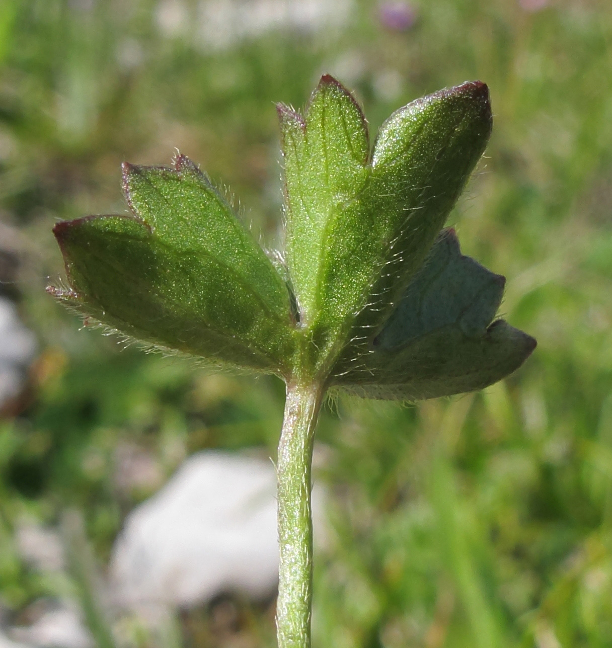 Image of Ranunculus crassifolius specimen.