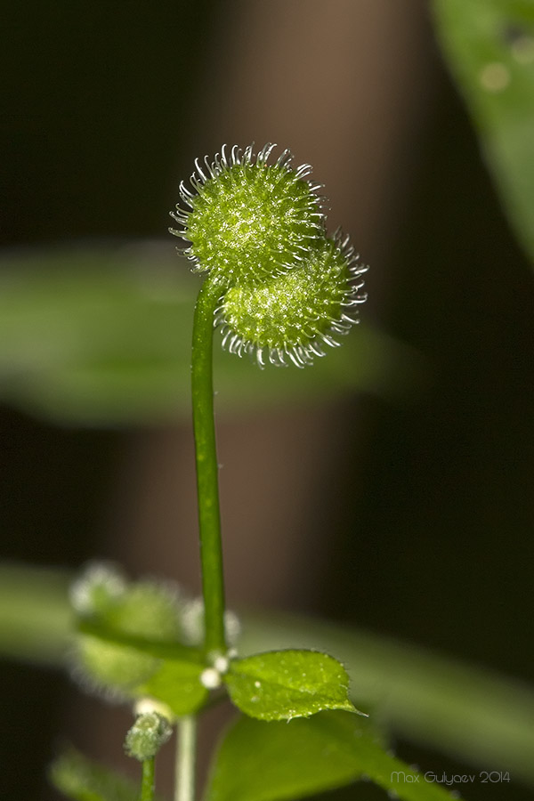 Image of Galium aparine specimen.