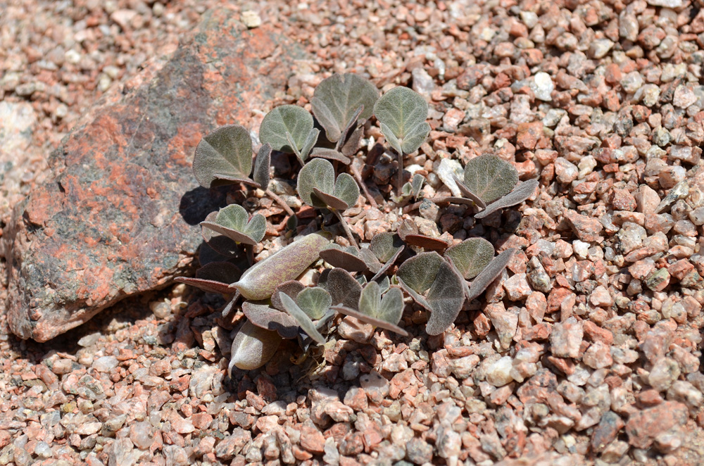 Image of Chesneya ternata specimen.