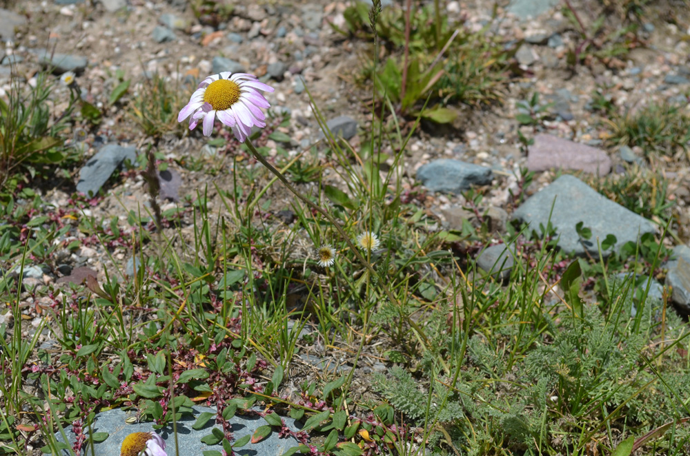 Изображение особи семейство Asteraceae.