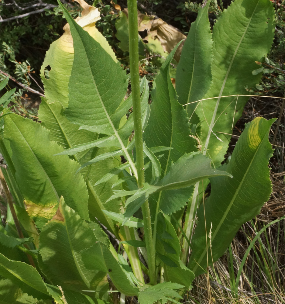 Image of Dipsacus dipsacoides specimen.