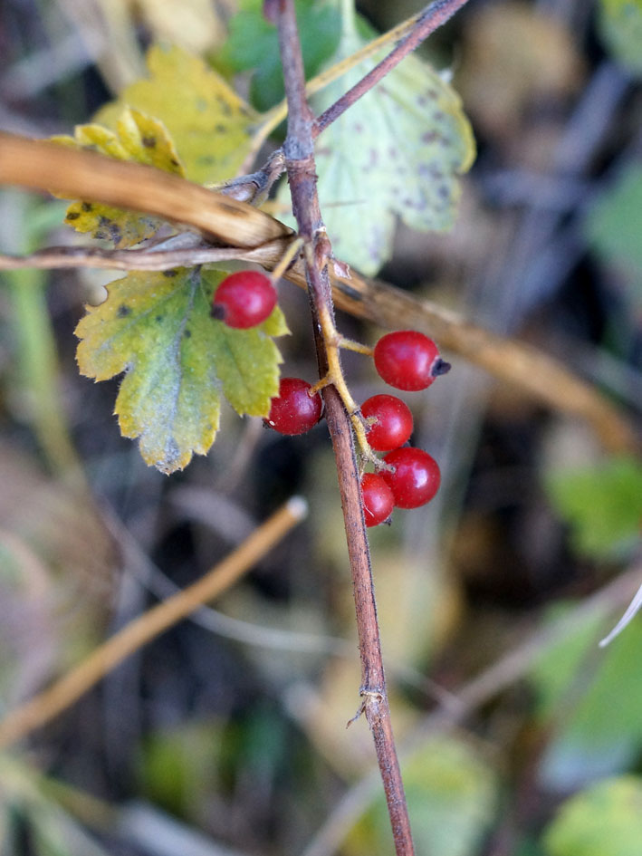 Изображение особи род Ribes.