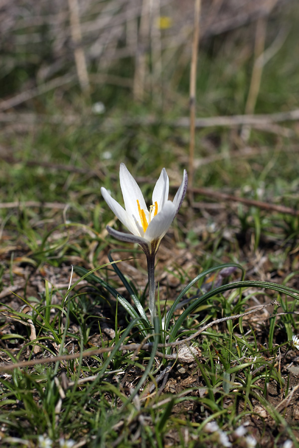 Изображение особи Crocus alatavicus.