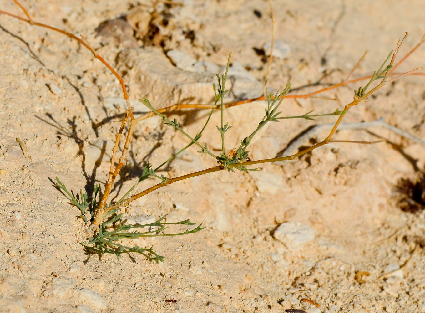 Изображение особи Gypsophila capillaris.