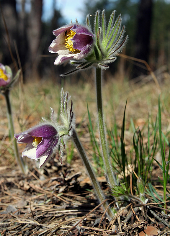 Image of Pulsatilla patens specimen.