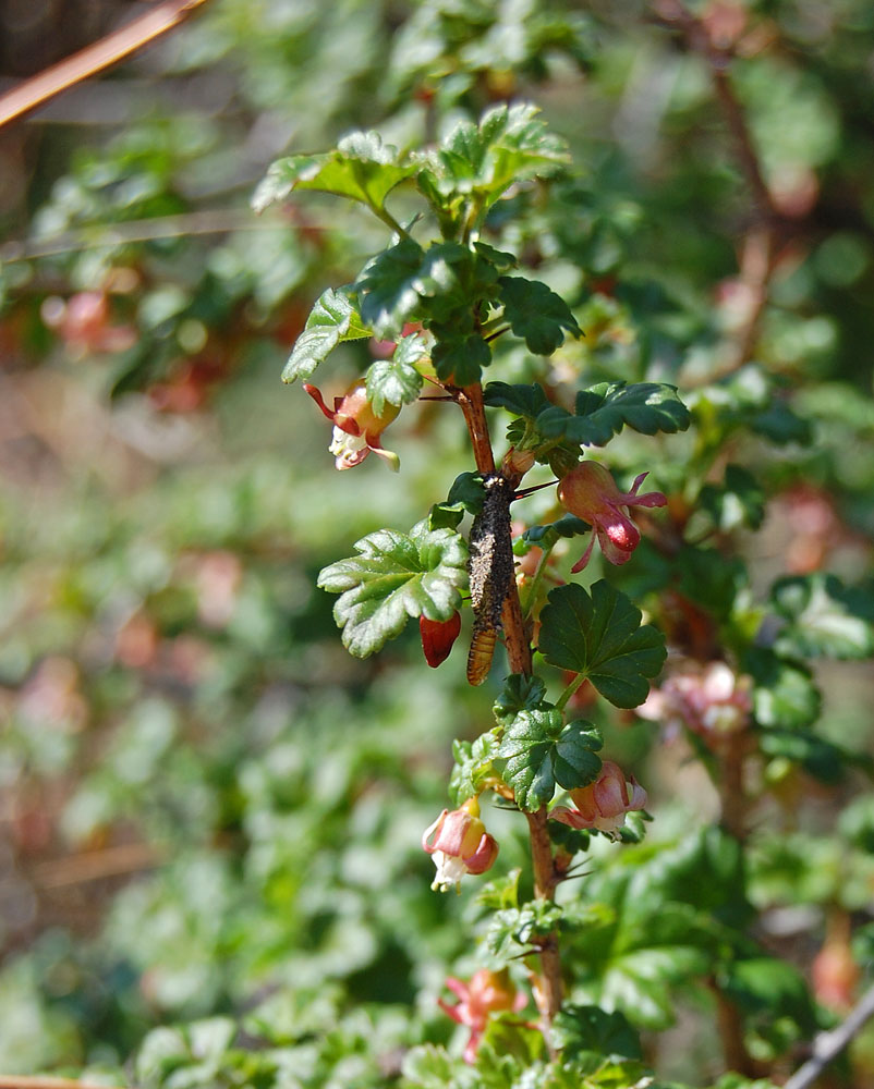 Изображение особи Grossularia acicularis.