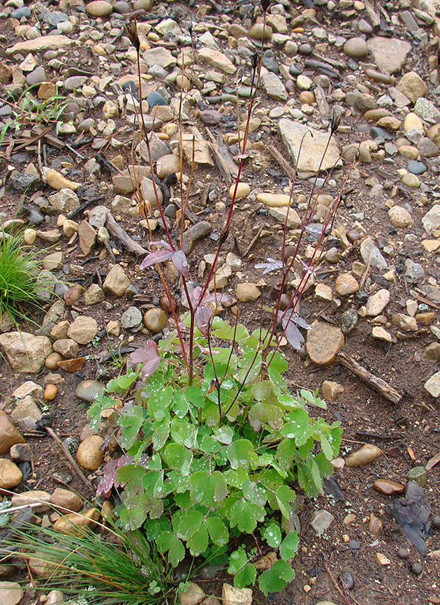 Изображение особи Aquilegia sibirica.