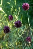 Allium rotundum. Соцветия. Украина, Донецкая обл., окр. Святогорска, луг. 08.06.2011.