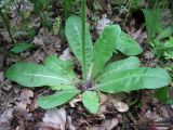 Crepis praemorsa. Розетка прикорневых листьев и основание цветоноса. Украина, Киевская обл., Киево-Святошинский р-н, лесной заказник \"Жуков хутор\", дубовый лес. 29.05.2015.