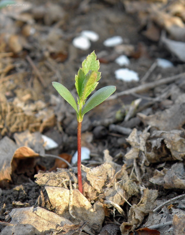 Image of Crataegus monogyna specimen.