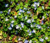 Veronica filiformis