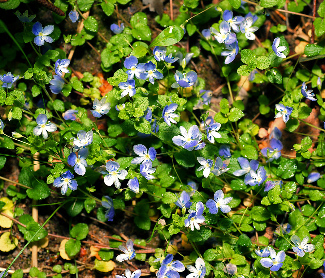 Image of Veronica filiformis specimen.