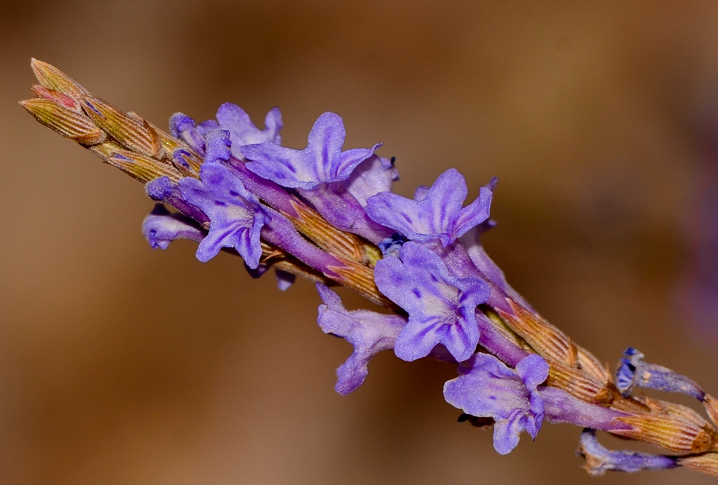 Image of Lavandula coronopifolia specimen.