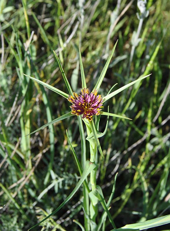 Image of Tragopogon krascheninnikovii specimen.