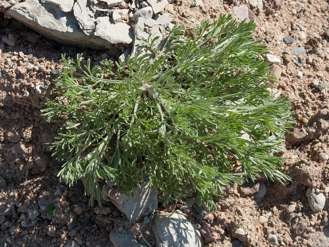 Image of Artemisia campestris specimen.