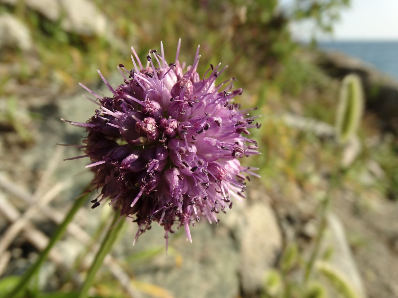 Image of Allium spirale specimen.