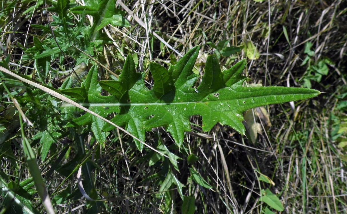 Image of Cirsium vulgare specimen.