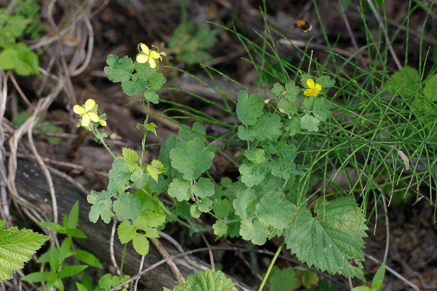 Изображение особи Chelidonium majus.