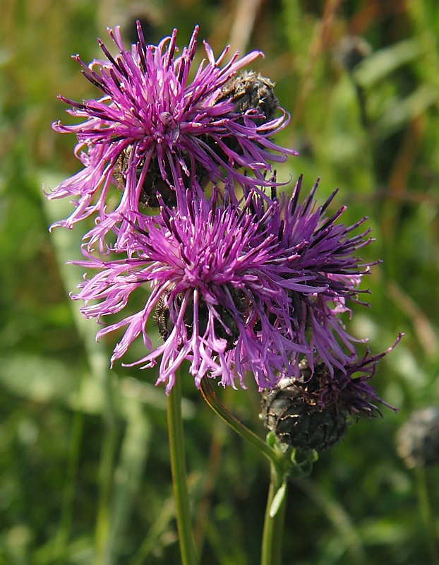 Image of Centaurea scabiosa specimen.