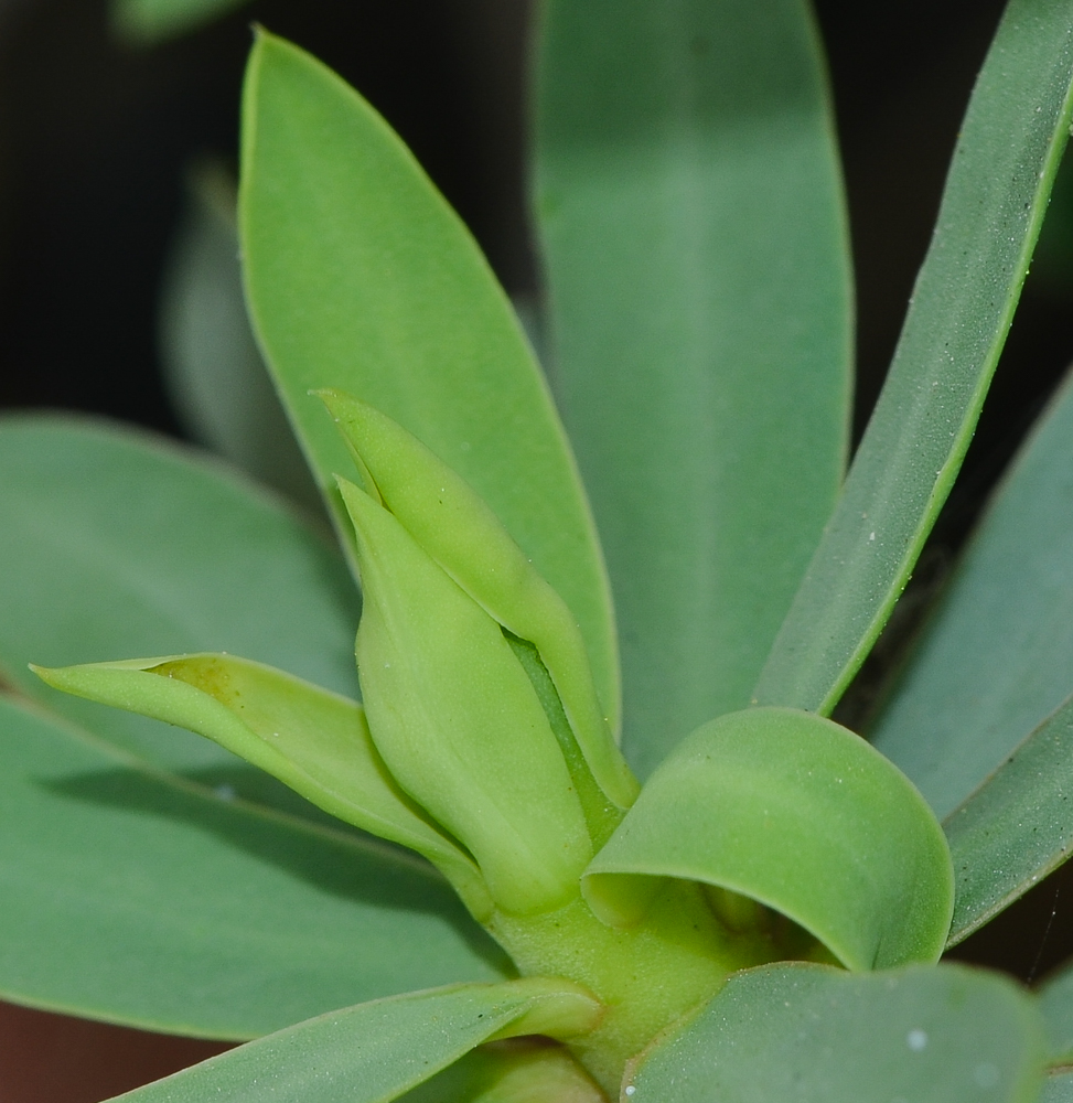 Image of Euphorbia balsamifera specimen.