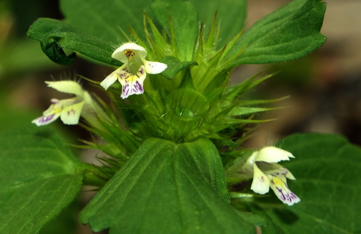 Image of Galeopsis bifida specimen.