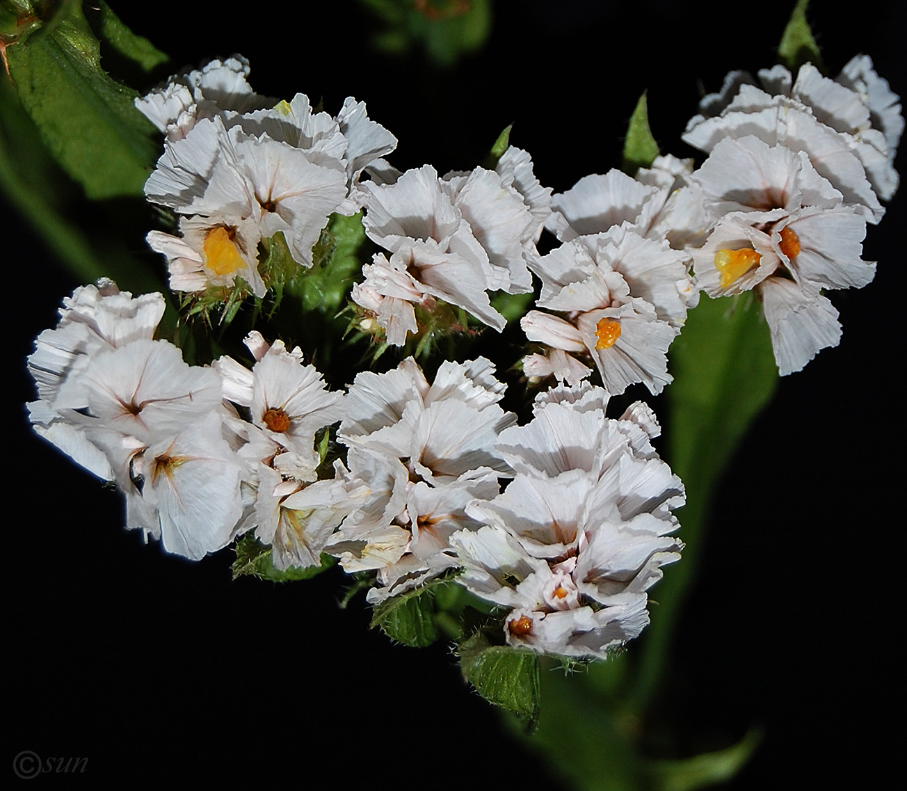 Image of Limonium sinuatum specimen.