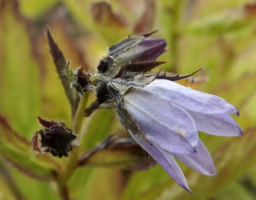 Image of Gadellia lactiflora specimen.