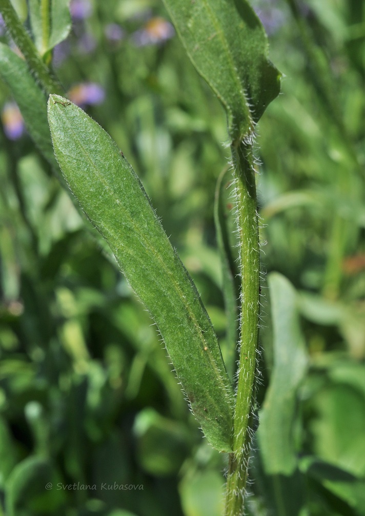 Изображение особи род Erigeron.