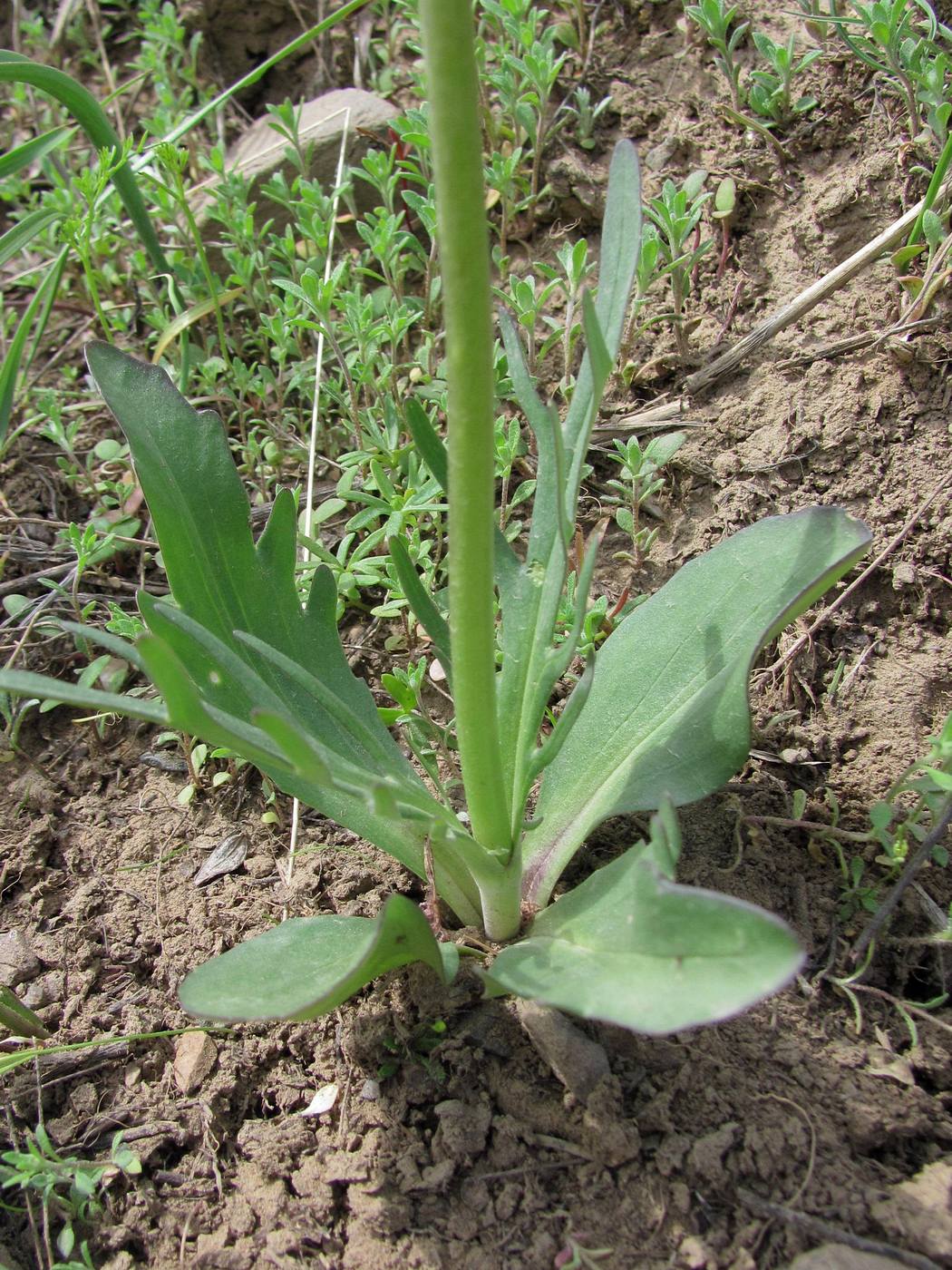 Изображение особи Valeriana chionophila.