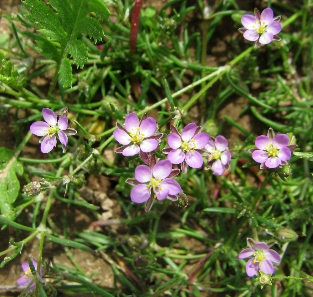 Image of Spergularia rubra specimen.