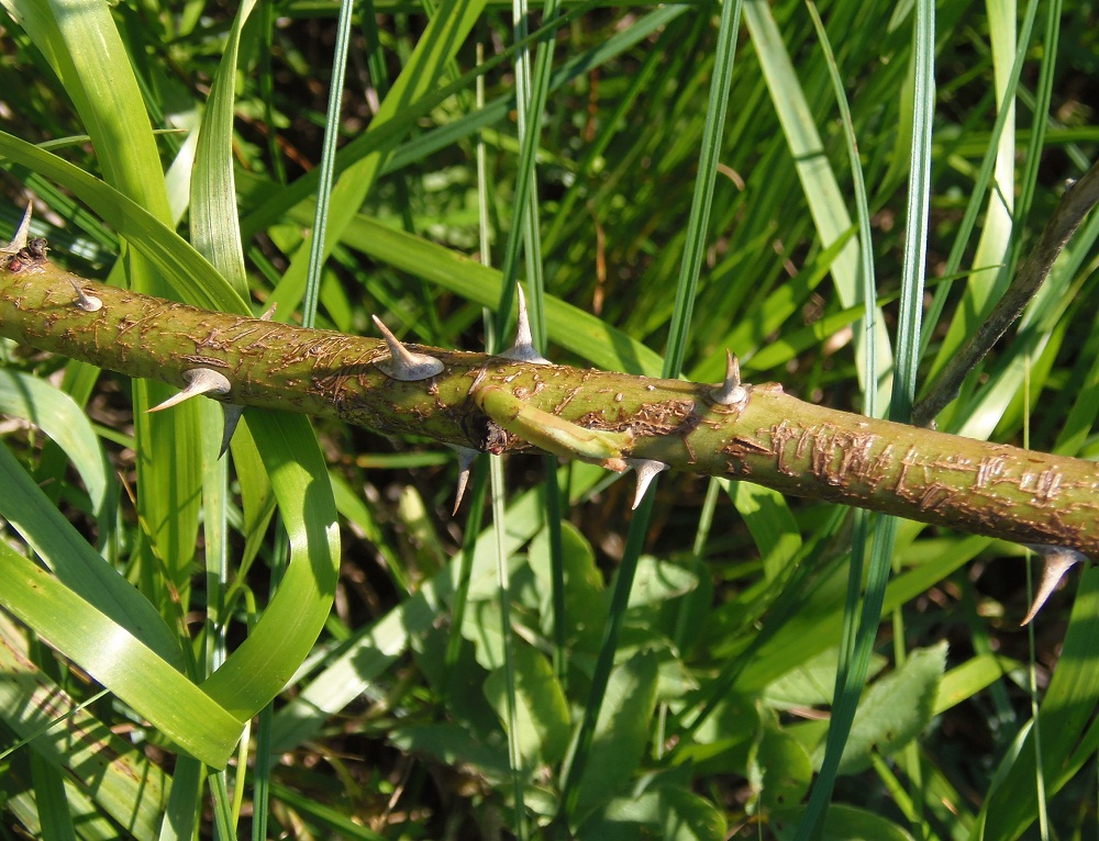 Image of Rosa koso-poljanskii specimen.