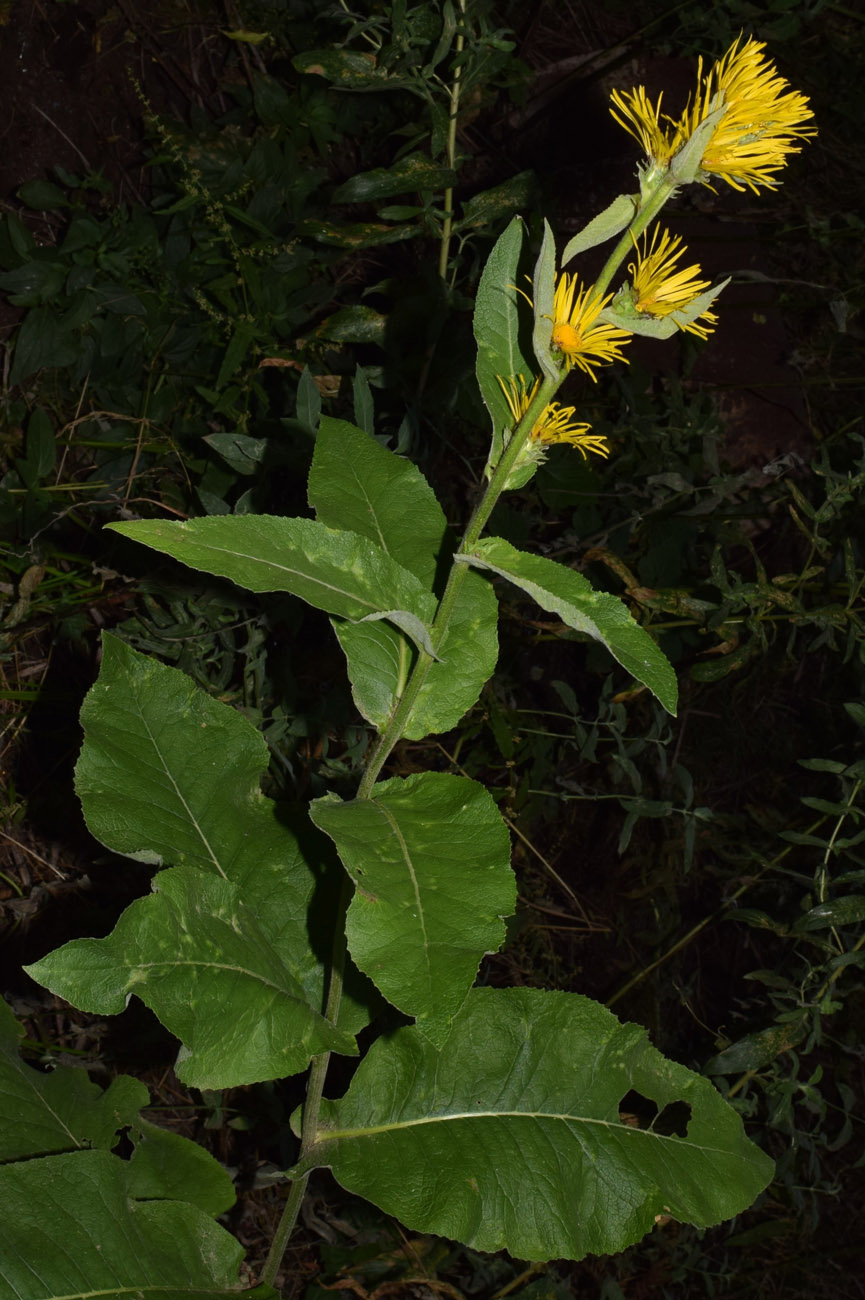Image of Inula racemosa specimen.