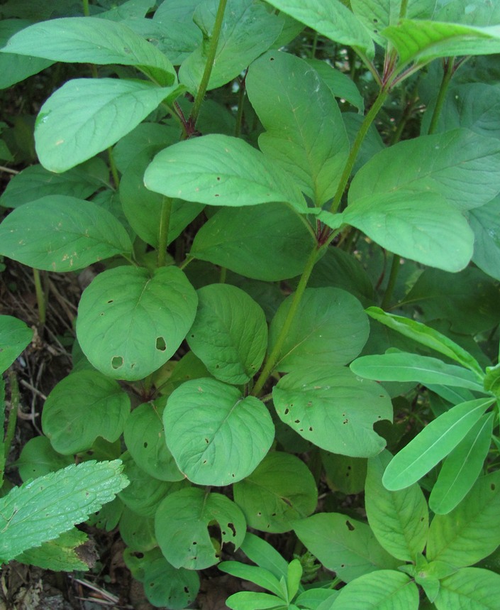 Image of Lysimachia verticillaris specimen.