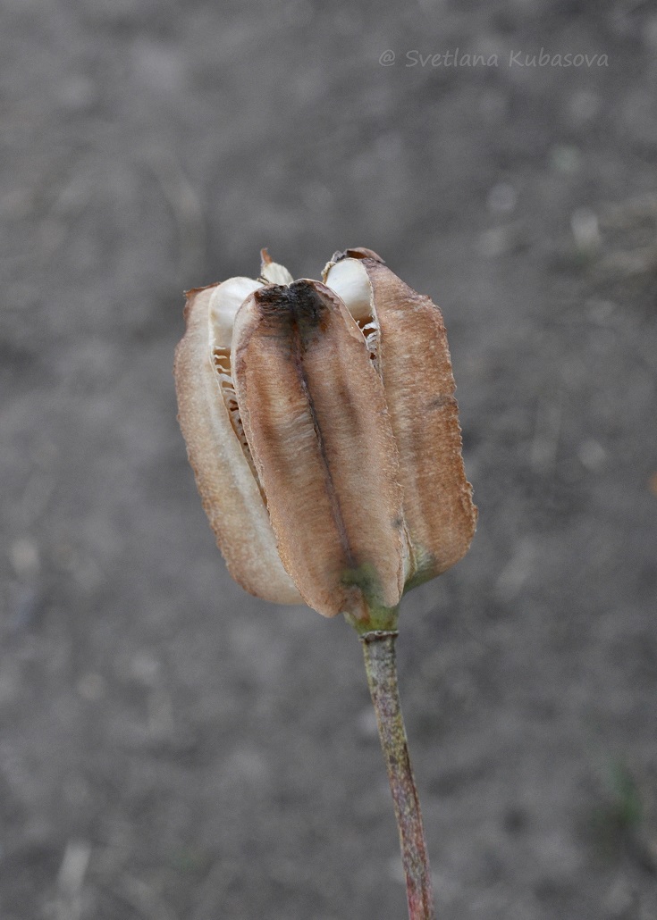 Image of Fritillaria pallidiflora specimen.