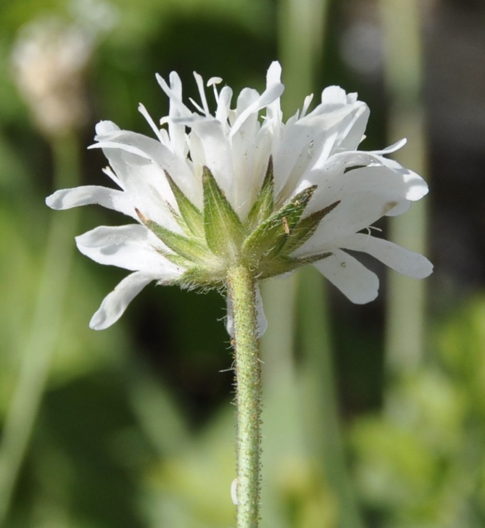 Image of Knautia ambigua specimen.